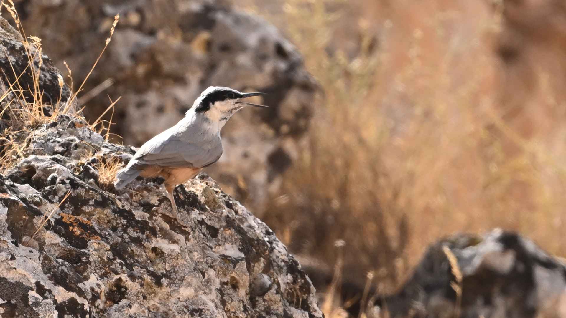 Eastern Rock Nuthatch